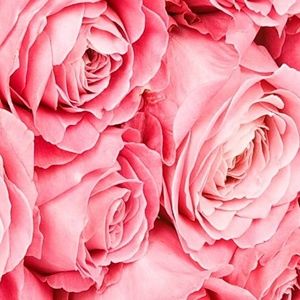 Meet your Posher, Ana